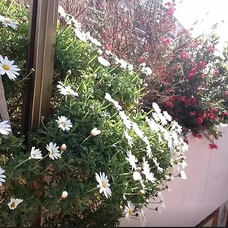 Highgarden * רומא